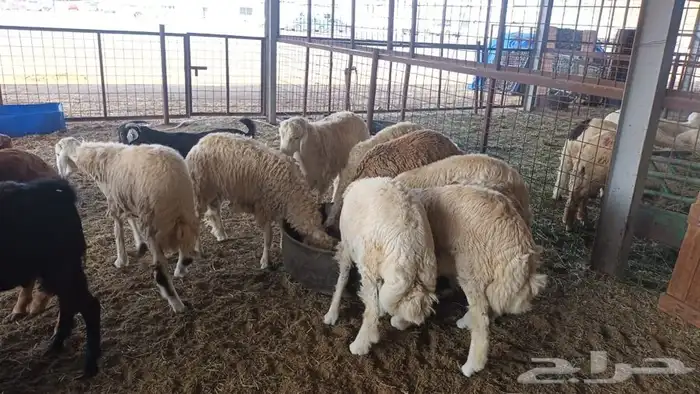 ذبيحتك لباب بيتك تيوس جنوبية وعوارض وطليان حري وسواكني مربي 33
