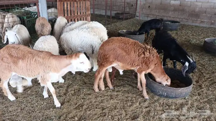 ذبيحتك لباب بيتك تيوس جنوبية وعوارض وطليان حري وسواكني مربي 29