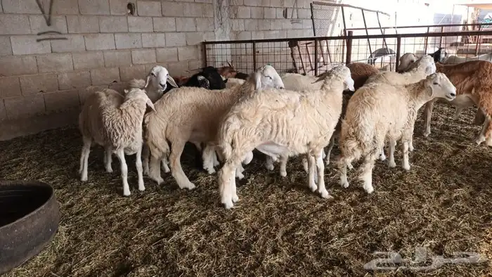 ذبيحتك لباب بيتك تيوس جنوبية وعوارض وطليان حري وسواكني مربي 28