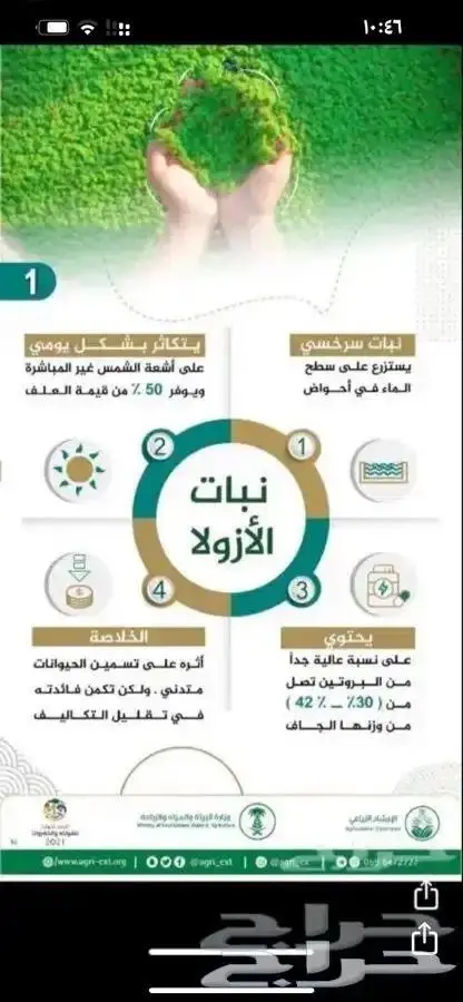 ازولآ علف للدواجن والأغنام والأسماك والطيور يوفرلك شي كثير 3