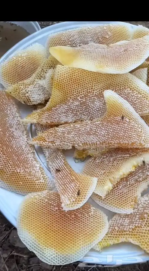 عسل سدر انتاج جديد 4
