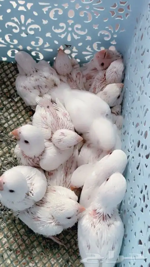 فروخ روز البينو غر تم البيع 3