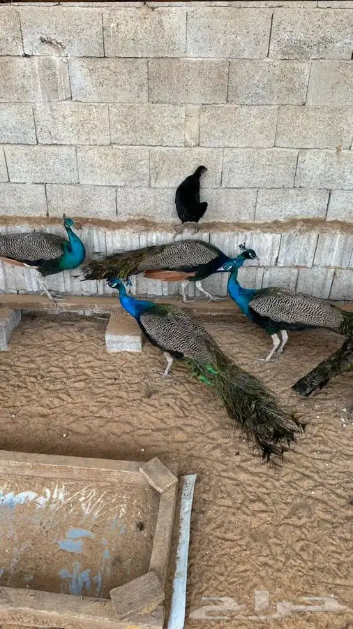 للبيع ذكور طاووس 2