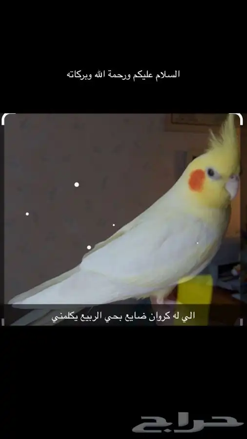 الي له كروان ضايع في الرياض حي الربيع يكلمني ويعطيني موصفات 0