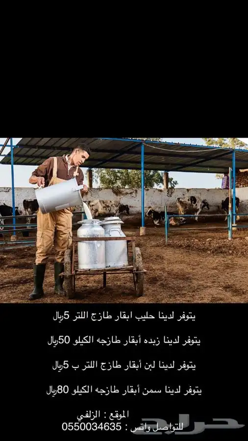 حليب بقر للبيع الموقع الزلفي 0