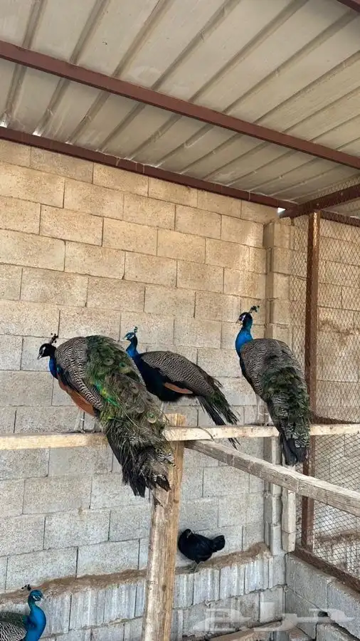 للبيع ذكور طاووس 1