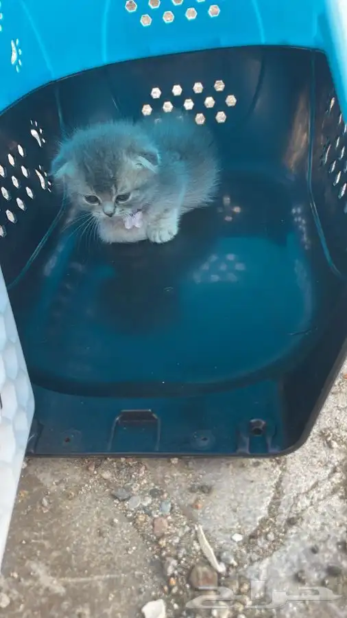 كداد موصل من نجران الي جده مكه 5