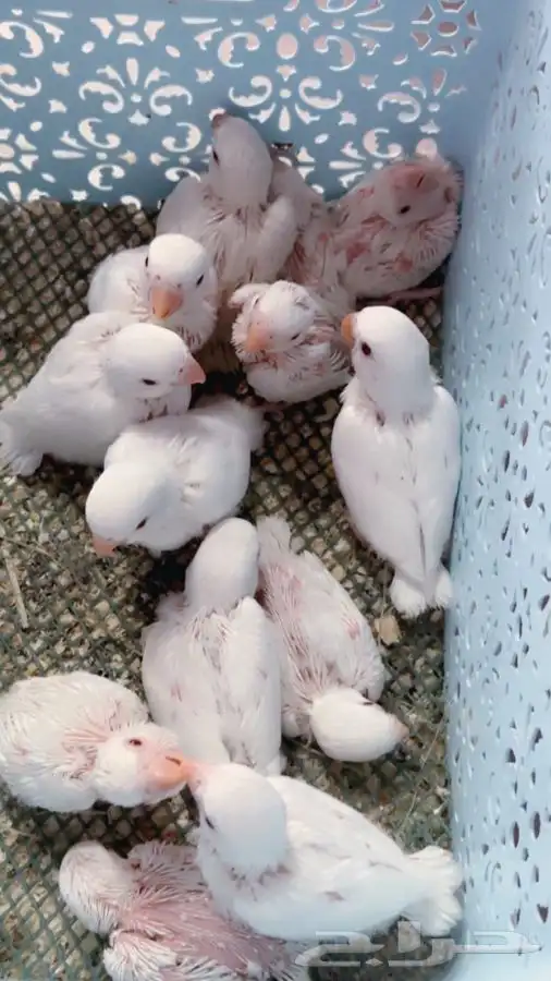 فروخ روز البينو غر تم البيع 2