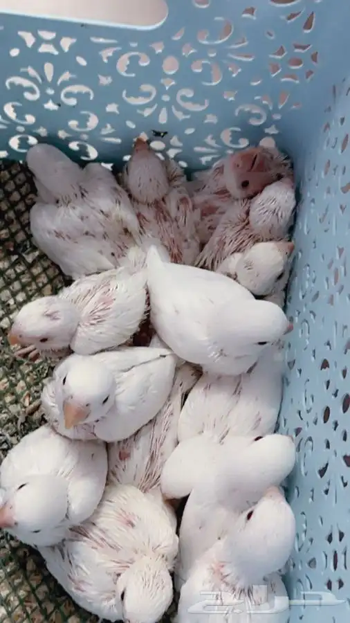 فروخ روز البينو غر تم البيع 1