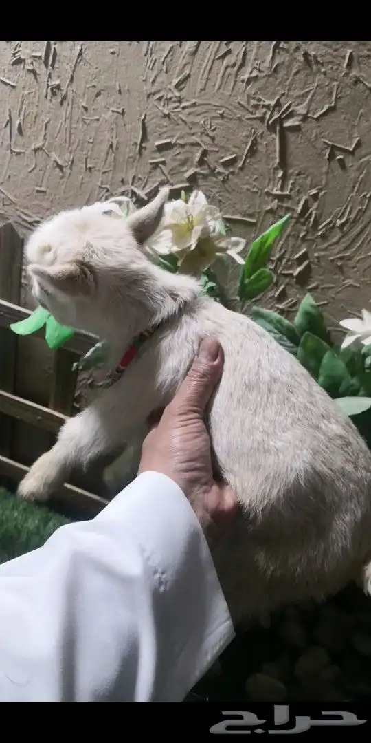 جوز ماعز قزم تشيكي العمر اسبوع مع ملحقاته 1