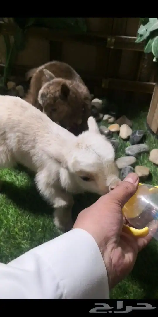 جوز ماعز قزم تشيكي العمر اسبوع مع ملحقاته 3