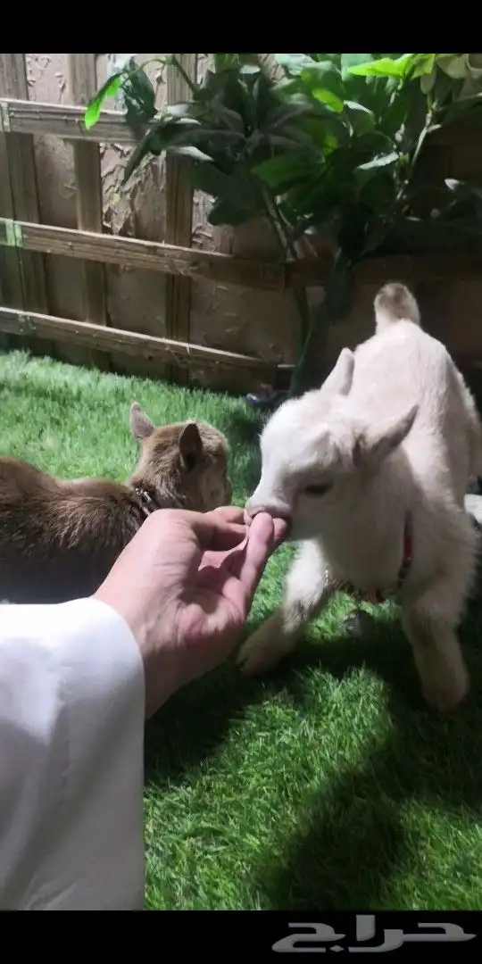 جوز ماعز قزم تشيكي العمر اسبوع مع ملحقاته 0