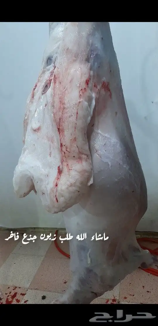 تيوس وهرافي 11