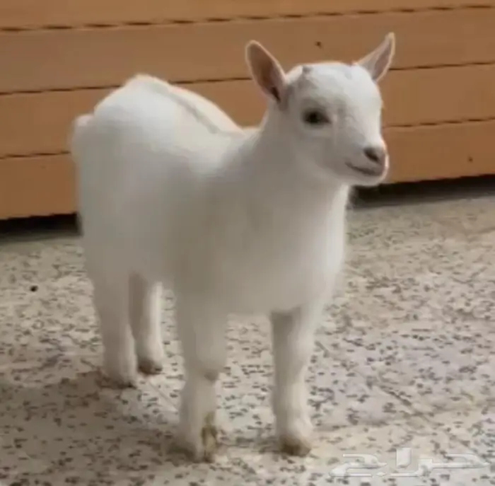 صغير الماعز القزم الجميل الليف ماعز قزم صديق الطفل 4