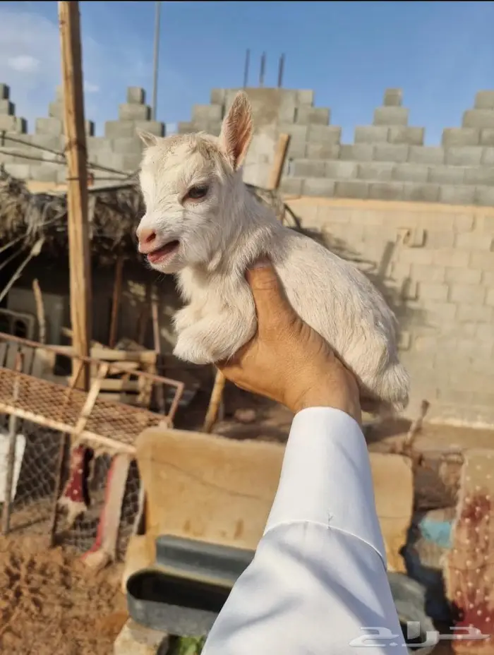 صغير الماعز القزم الجميل الليف ماعز قزم صديق الطفل 28