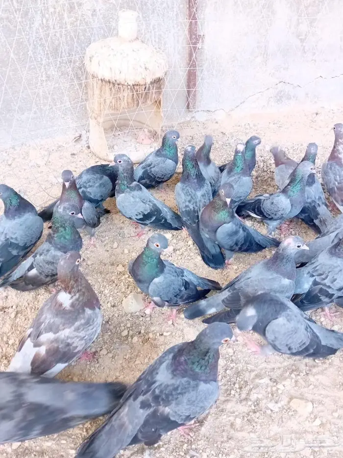 حمام صنعاني اصول زرق وبيض بذهبان 0
