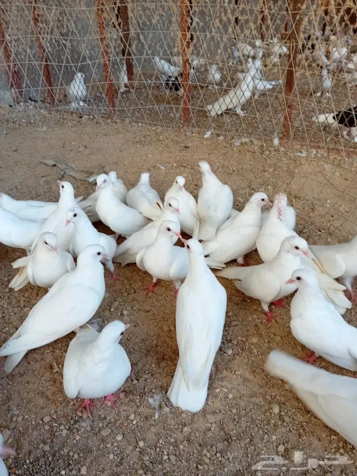 حمام صنعاني اصول زرق وبيض بذهبان 3