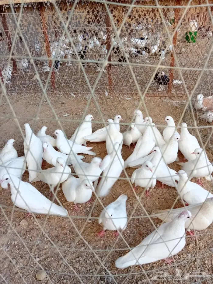 حمام صنعاني اصول زرق وبيض بذهبان 5