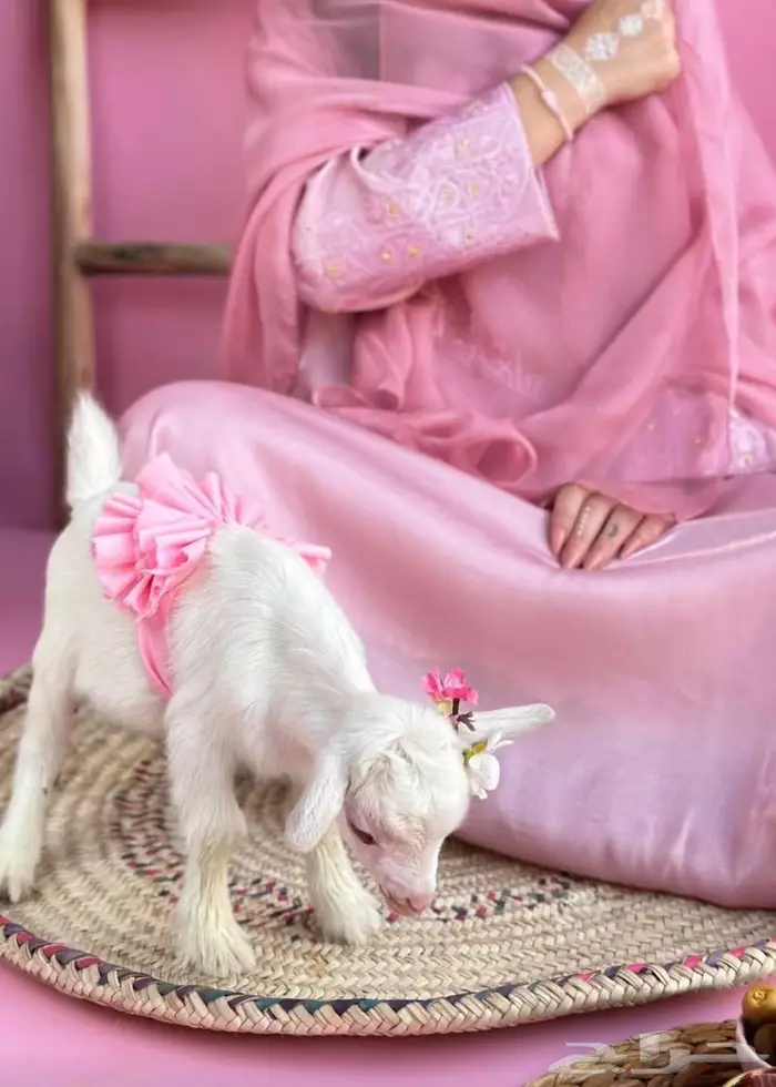 صغير الماعز القزم الجميل الليف ماعز قزم صديق الطفل 27