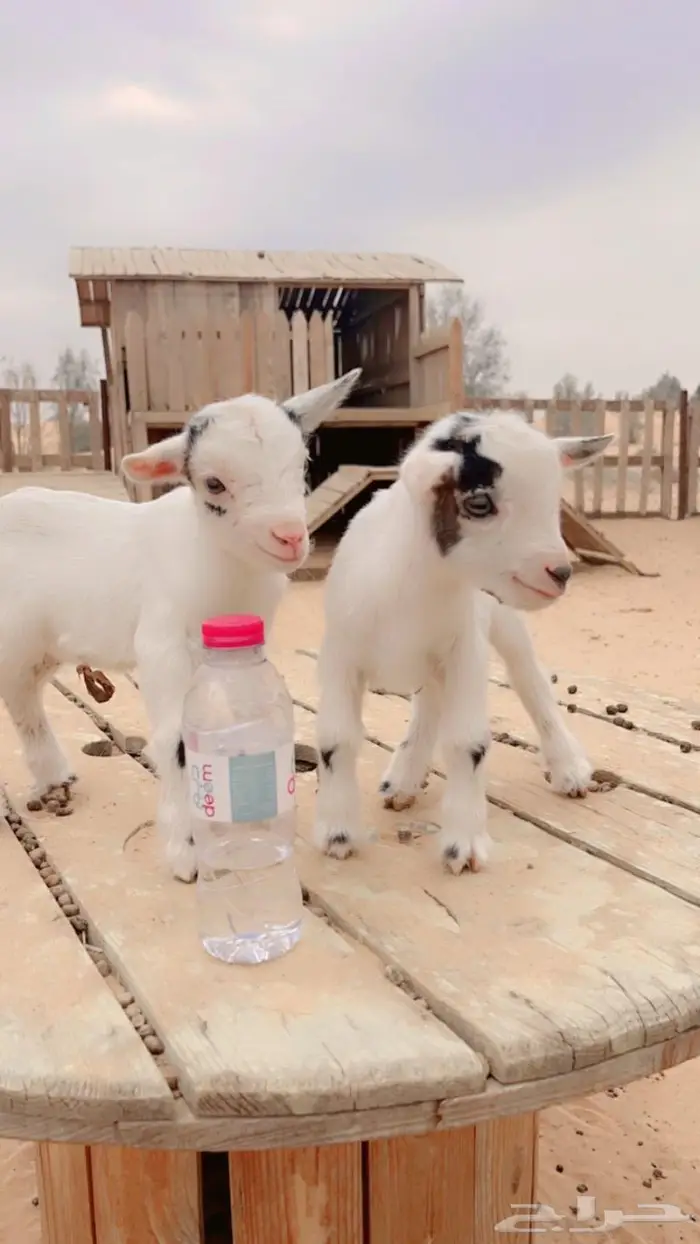 صغير الماعز القزم الجميل الليف ماعز قزم صديق الطفل 1