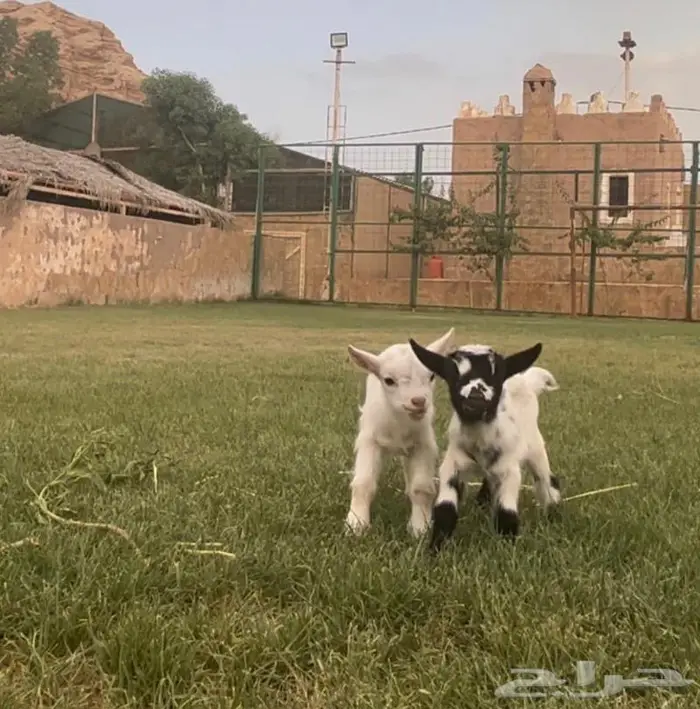 صغير الماعز القزم الجميل الليف ماعز قزم صديق الطفل 18