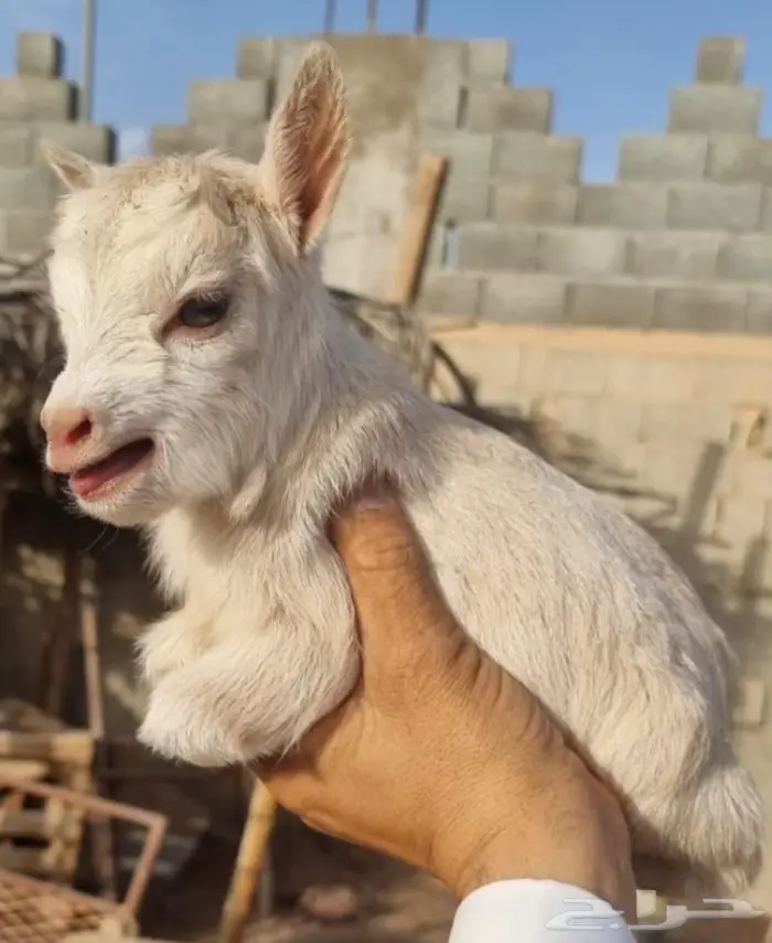 صغير الماعز القزم الجميل الليف ماعز قزم صديق الطفل 20