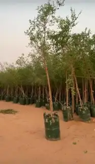سدر بجميع انوعه 9