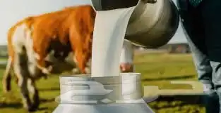 حليب طازج وطبيعي يوميا  الموقع الزلفي 0