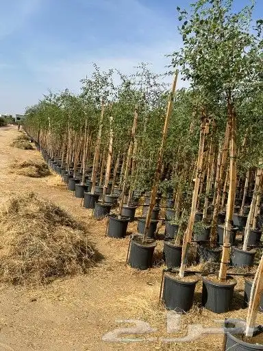 سدر بجميع انوعه 0