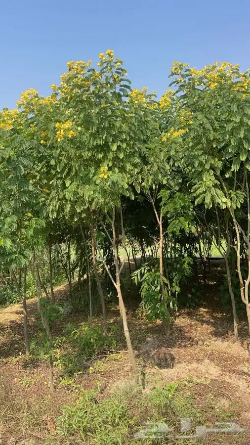 مشاتل التكامل الخضراء الزراعيه 3