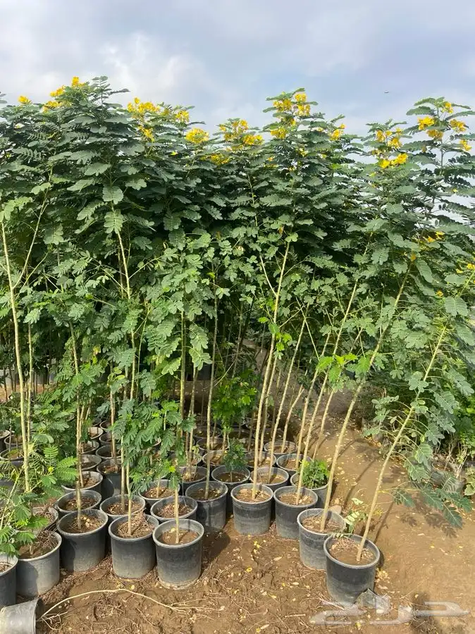 مشاتل التكامل الخضراء الزراعيه 6