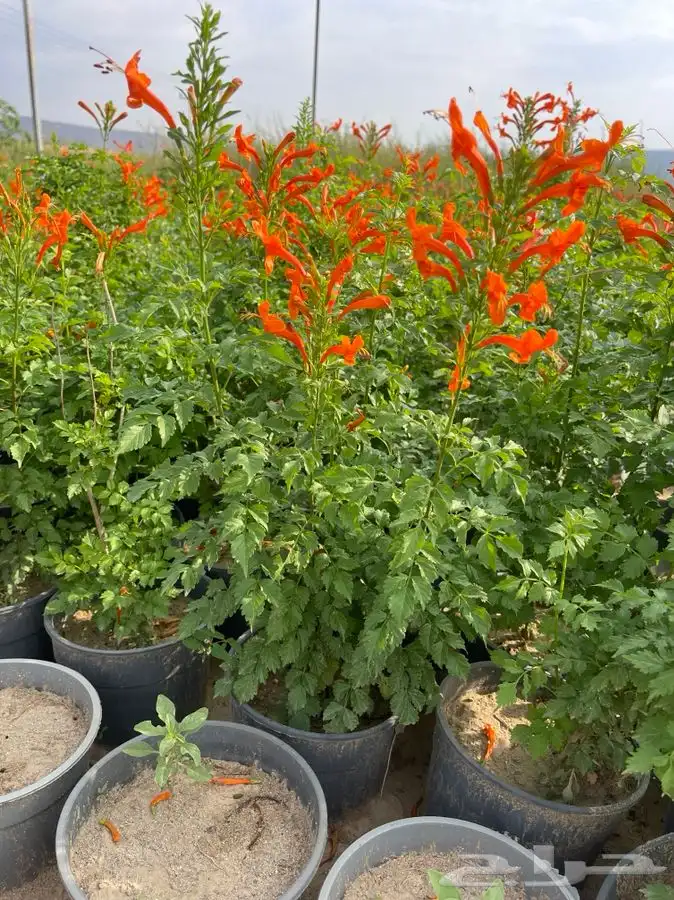 مشاتل التكامل الخضراء الزراعيه 7