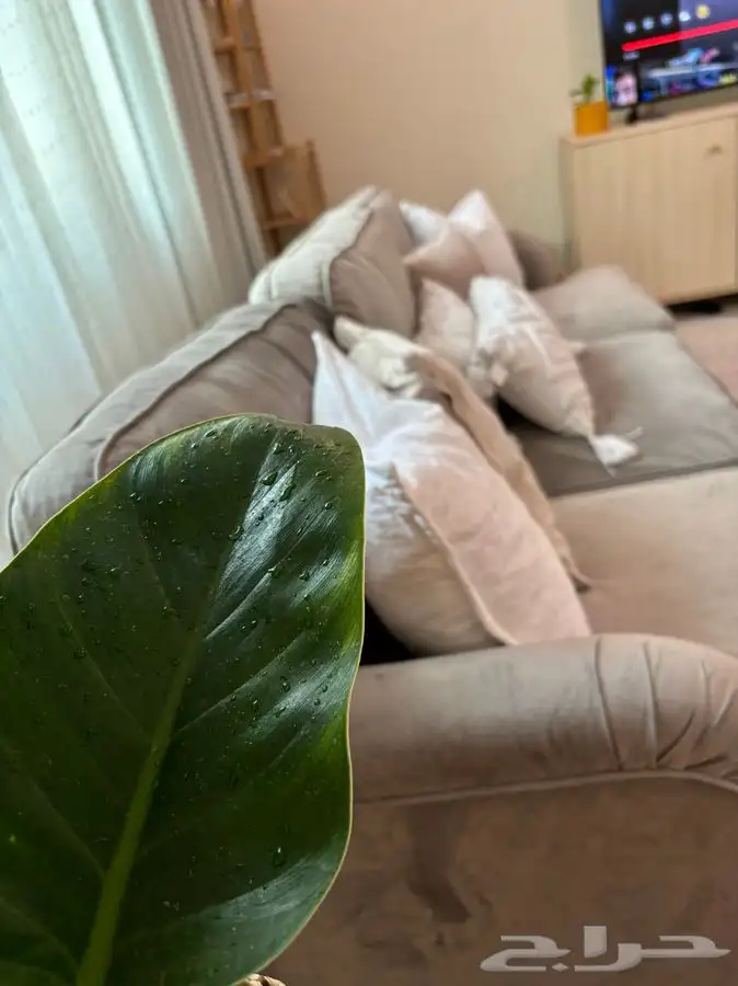 كنب ايكيا   كنبات ايكيا 4