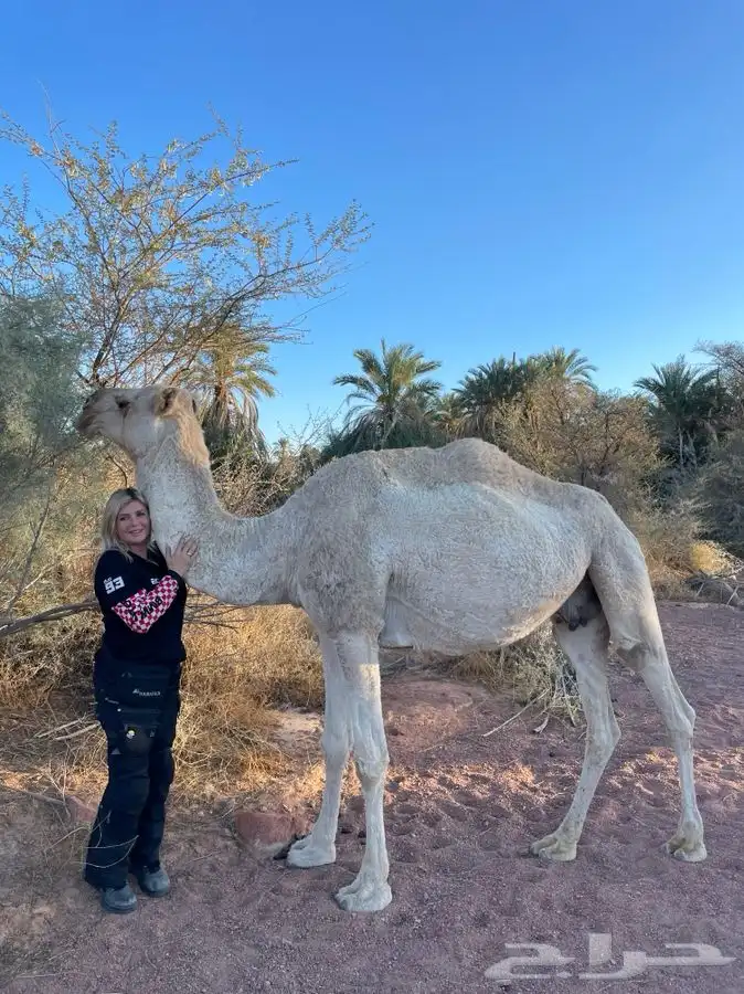 مرشد سياحي في حائل tour guide in Hail 12