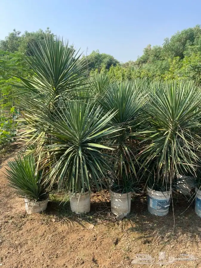 مشاتل التكامل الخضراء الزراعيه 1