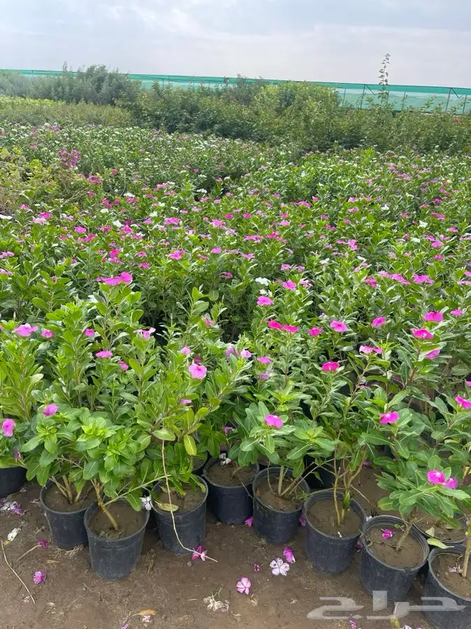 مشاتل التكامل الخضراء الزراعيه 5