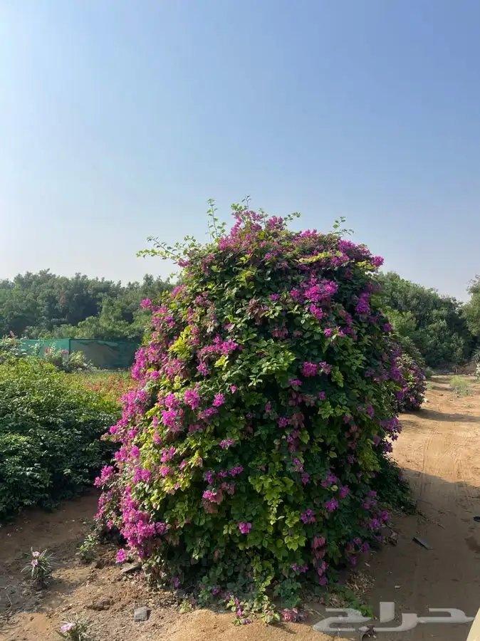 مشاتل التكامل الخضراء الزراعيه 0