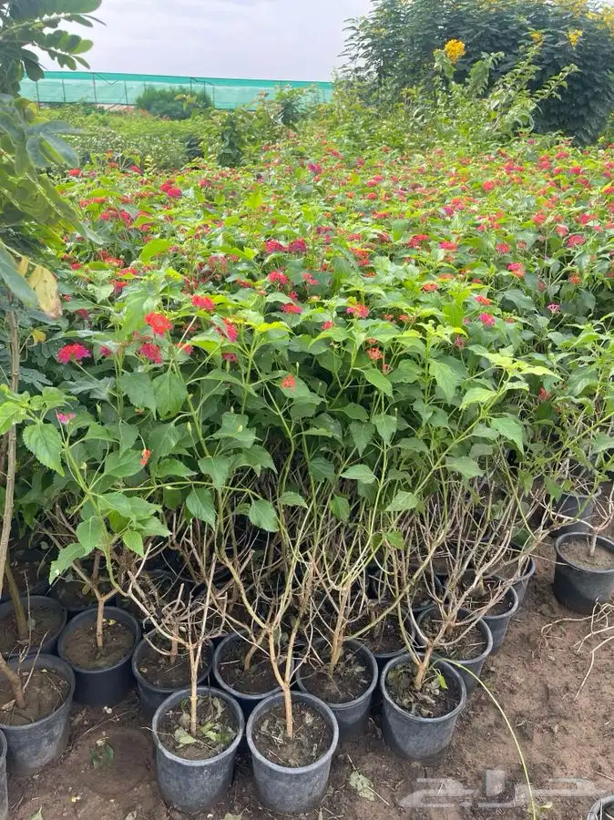 مشاتل التكامل الخضراء الزراعيه 4