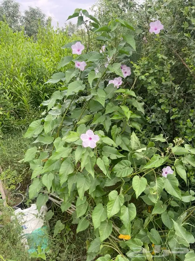 مشاتل التكامل الخضراء الزراعيه 8