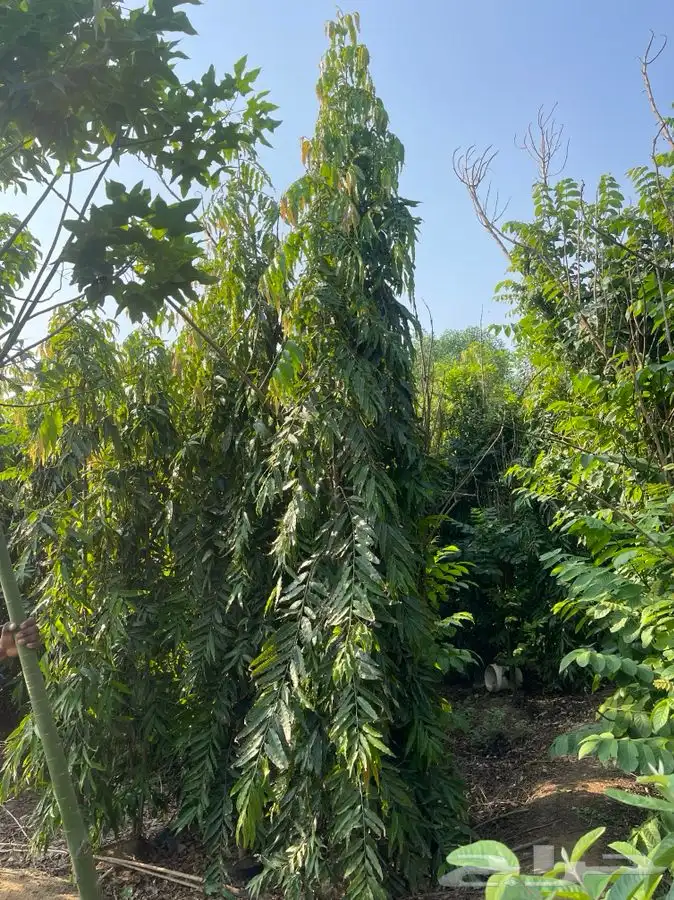 مشاتل التكامل الخضراء الزراعيه 2