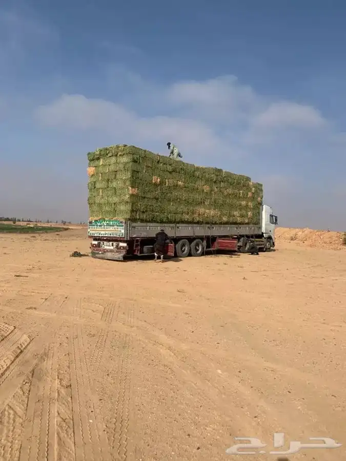برسيم صافي درجه أولى فاخر وجميع انواع الاعلاف 11