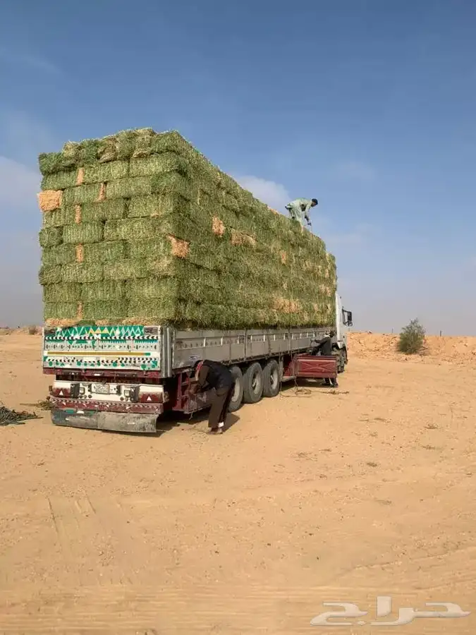 برسيم صافي درجه أولى فاخر وجميع انواع الاعلاف 9