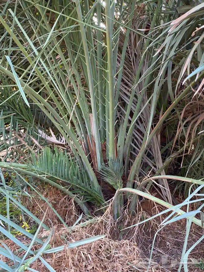صقعي 13