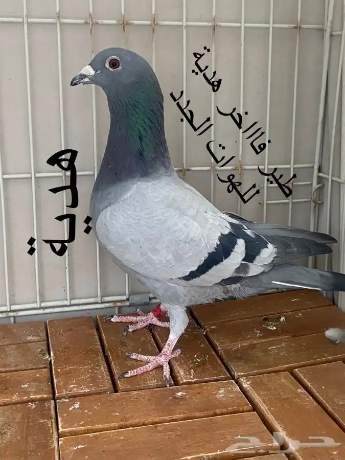 زاجل سباق مميز هدية ( دعم الهوات الجدد ) 0