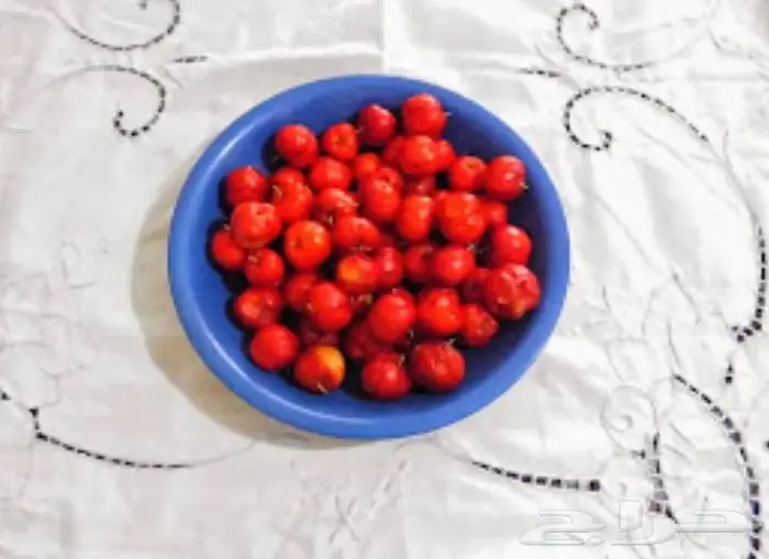 كرز بربادوس 1