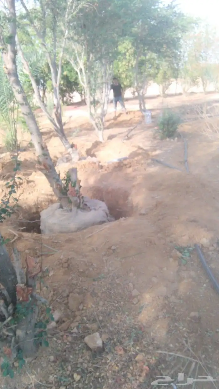سدر بجميع انوعه 3