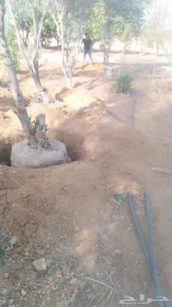 سدر بجميع انوعه 1
