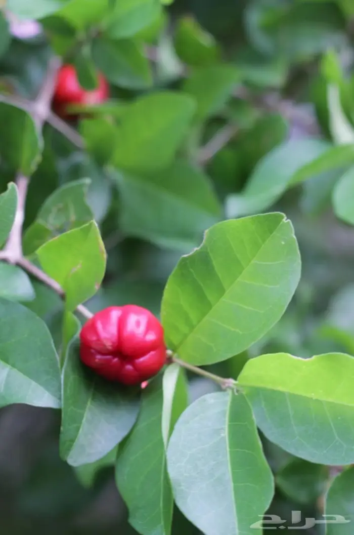 كرز بربادوس 0