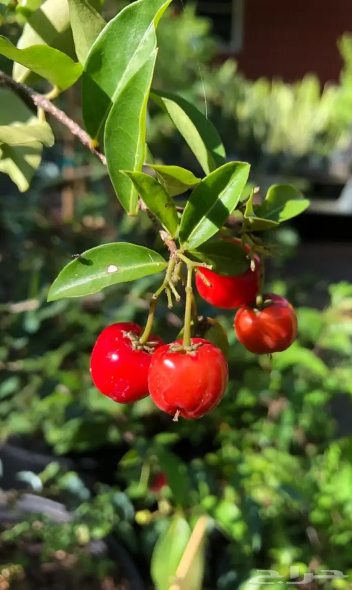 كرز بربادوس 4