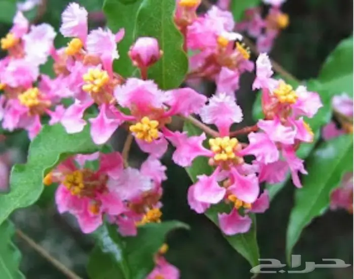 كرز بربادوس 2